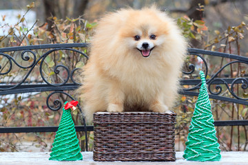 Cute pomeranian spitz.