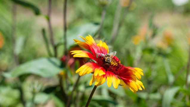 Red and yellow flower and a bee close up photography. Macro photo with insect isolated. Photography flower and honeybee details. Bees flying.