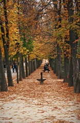 Fototapeta premium Park with autumnal colors, Madrid