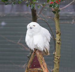 Snowowl sitting still