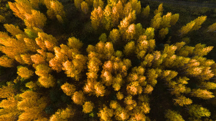 yellow autumn forest