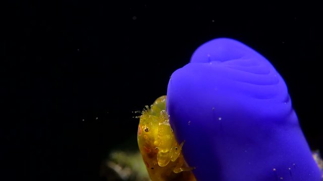 Shrimp with eggs