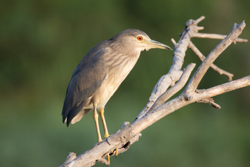 Fototapeta premium Young Heron