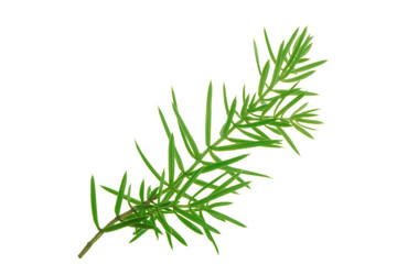 juniper branch isolated