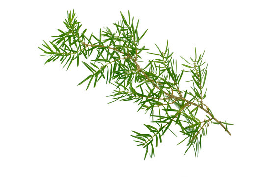 Juniper Branch Isolated