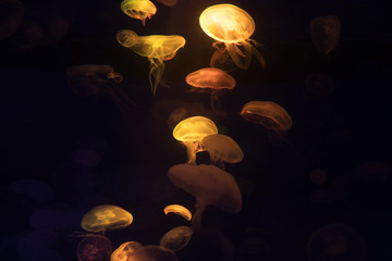  jellyfish underwater, medusa 
