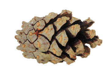 cone of pine isolated