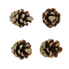 set of pine cones