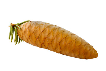 cone of silver fir isolated