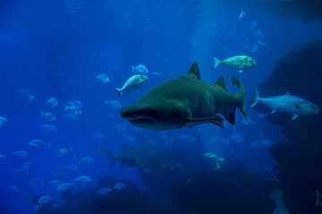 shark in the aquarium
