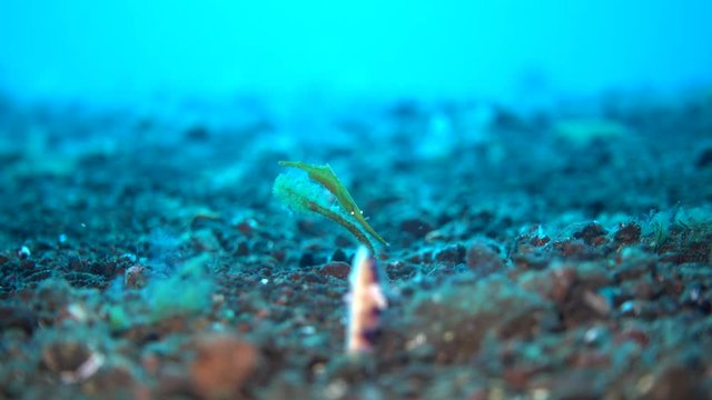 Shrimp with eggs