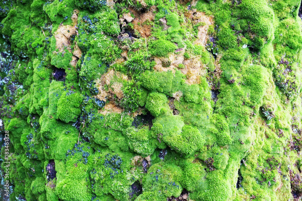 Sticker green moss texture