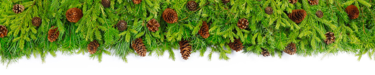 fir branches with cones  background baner