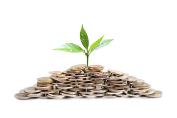 Young Plant Growing on pile of money from successful investment on isolated white background. Saving money and growing profit concept.