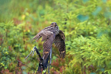Female nightjar sitting on a dry tree
