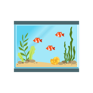 Icon of rectangular glass aquarium with orange fishes, sand, stones, shell and different algae. Marine organisms. Isolate flat vector design