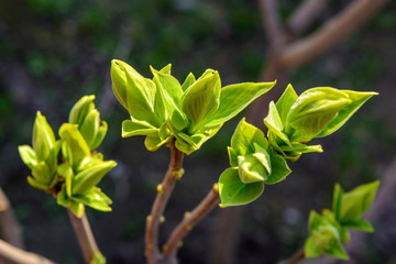 Photo of a young tree branch on dark background