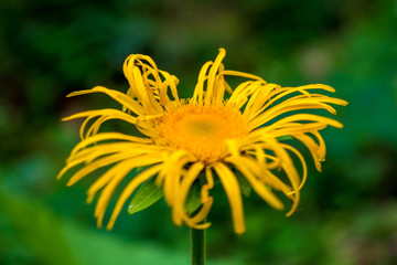 Photo of yellow wild flower in Carpathian mountains