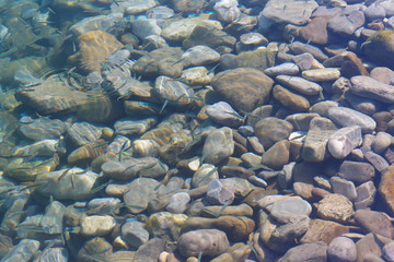 Flock of small fish on a background of sea pebbles under water on a beach