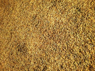 Paddy, Jasmine, Jasmine Rice,