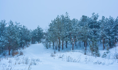 Photo of winter trees near snowy field