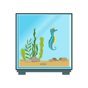 Colorful illustration of cube aquarium with blue sea horse and decorations various seaweed and stones. Cartoon vector icon for logo or flyer