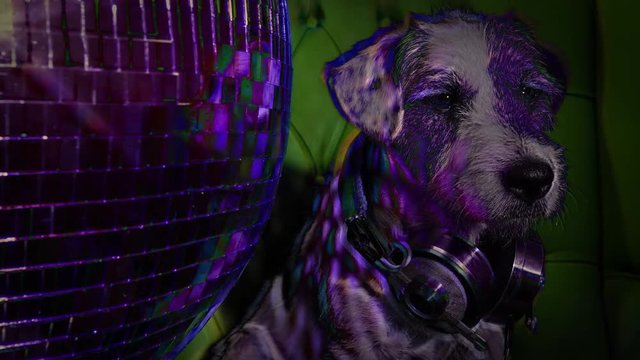 dj dog is in the house! an adorable jack russell dog in a club and disco situation. this is an abstract version with overlayed effects