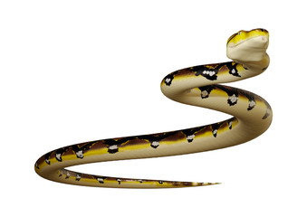 3D Rendering Reticulated Python on White