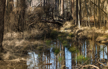 Spring coniferous forest. Pine and rowan green young trees. Forest river in a spring forest. Spring...