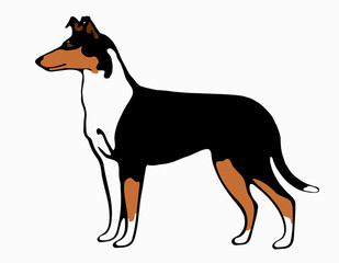 Kurzhaarcollie Illustration tricolor