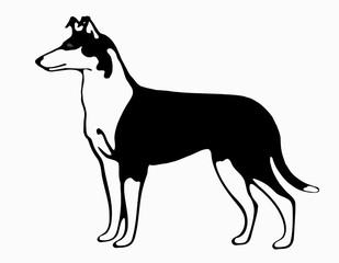 Kurzhaarcollie Illustration schwarz