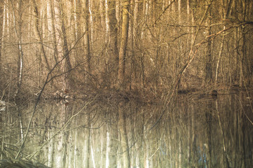 A forest river in a spring forest. Spring landscape. Deciduous trees and their beauty reflection