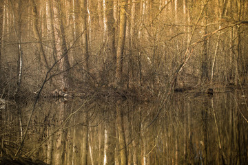 A forest river in a spring forest. Spring landscape. Deciduous trees and their beauty reflection