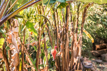 Obraz premium flower of banana tree. thailand.