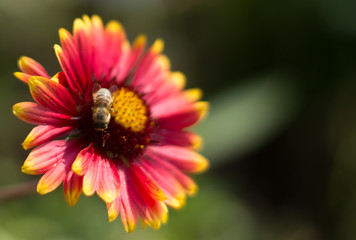 Red and yellow flower isolated close up photography. Macro photo details of a Red and yellow blooming plant.