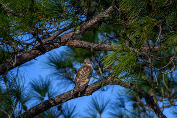 Broad-winged hawk (Buteo platypterus) in pine tree at Babcock Wildlife Management Area, Punta Gorda, Florida