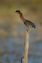 Green heron (Butorides virescens) on tree stump at Babcock Wildlife Management Area, Punta Gorda, Florida