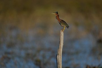 Green heron (Butorides virescens) on tree stump at Babcock Wildlife Management Area, Punta Gorda, Florida