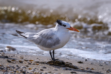Royal tern (Thalasseus maximus) on Sanibel Causeway, Sanibel Island, Florida