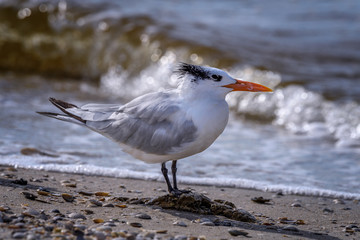 Royal tern (Thalasseus maximus) on Sanibel Causeway, Sanibel Island, Florida