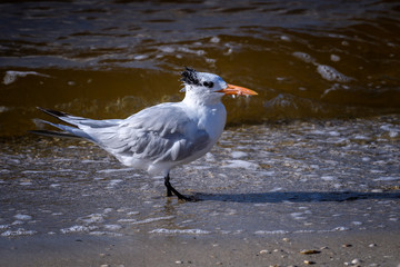 Royal tern (Thalasseus maximus) on the beach on Sanibel Causeway, Sanibel Island, Florida