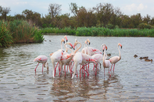 Pink flamingos in nature, ornitological park Pont de Gau, Camargue, south France