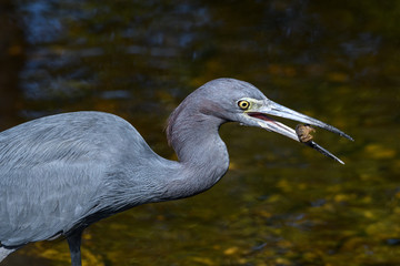 Little blue heron (Egretta caerulea) catching sand crabs at J. N. 