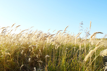 ears of wild cereals bend under the wind against the blue sky