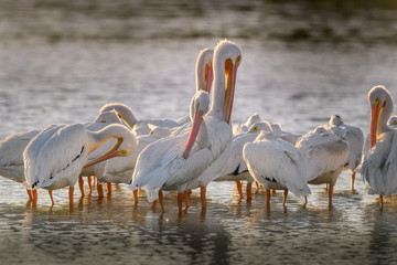 American white pelicans (Pelecanus erythrorhynchos) resting and preening after having just arrived at J. N. "Ding" Darling National Wildlife Refuge on Sanibel Island in the Gulf of Mexico.