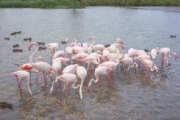 Obraz premium Pink flamingos in nature, ornitological park Pont de Gau, Camargue, south France