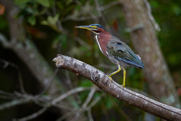 Green Heron (Butorides virescens) at Babcock Wildlife Management Area, Punta Gorda, Florida