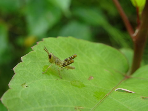  baby malaysian locust on leaf, photo taken in Malaysia