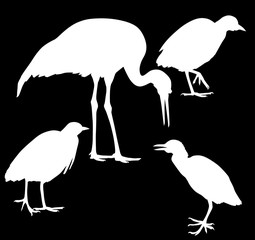 three herons and crane isolated on black