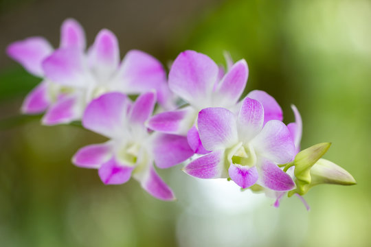 Close up pink orchid named Aerides Multiflora Roxb in the morning at the park.